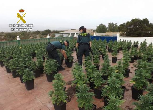 Cae en Fuente Álamo un grupo delictivo dedicado al cultivo ilícito de marihuana